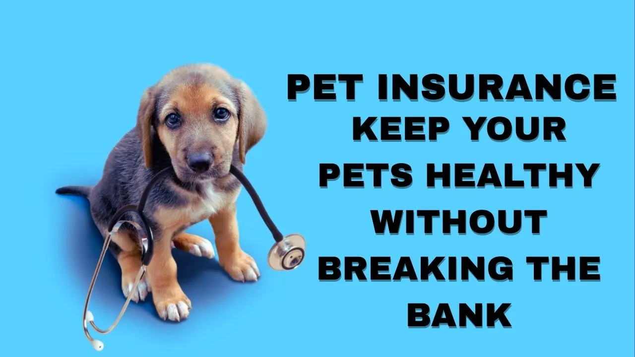Pet Insurance – Keep Your Pets Healthy Without Breaking The Bank